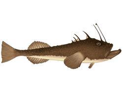 American Angler
